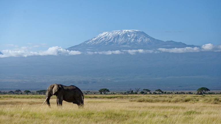 Elephant in Amboseli National Park, Kenya, with Mount Kilimanjaro in the background