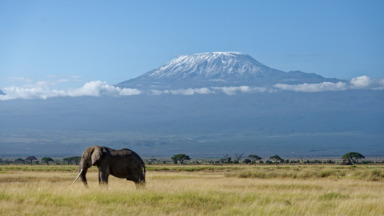 Olifant in Amboseli National Park in Kenia, met de Kilimanjaro op de achtergrond